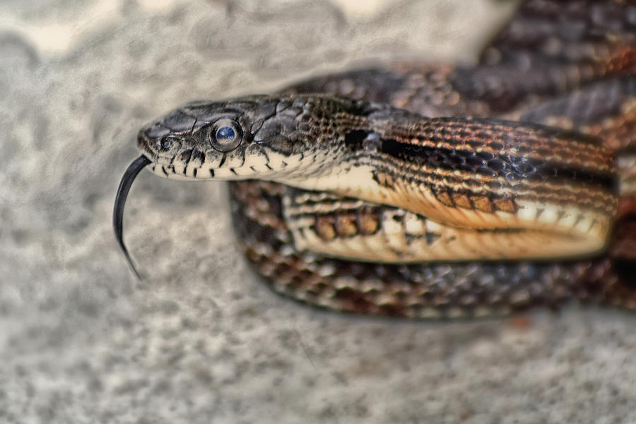 Rat Snake 002 Photograph by George Bostian