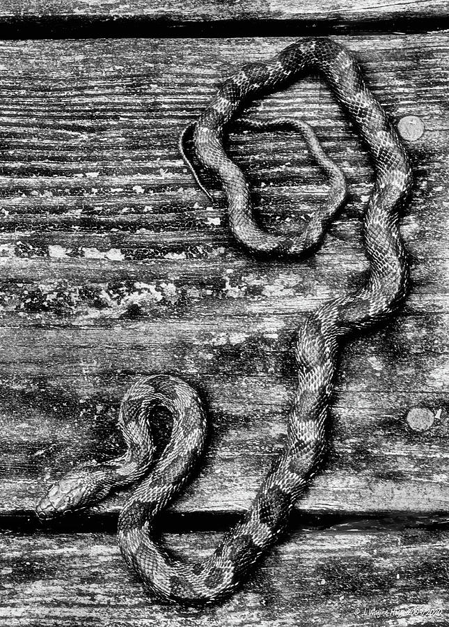 Rat Snake Photograph