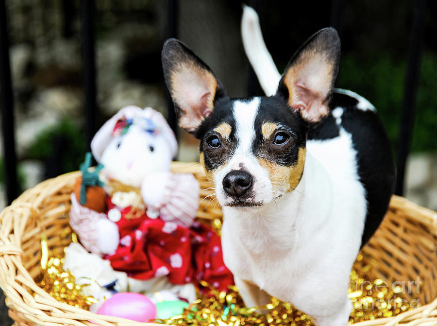 Rat terrier chihuahua mix in an Easter Basket for a holiday portrait. Photograph by Gunther Allen