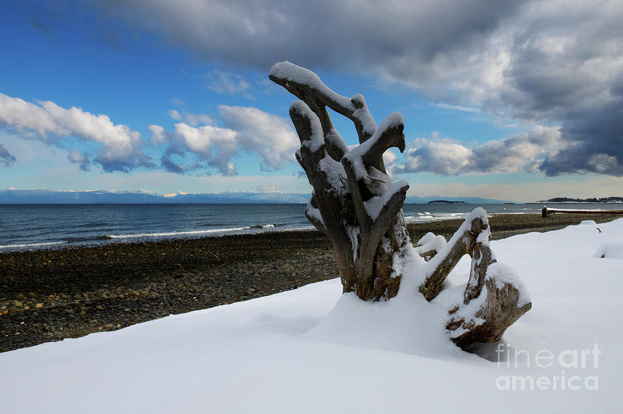 Rathtrevor Beach In The Snow Photograph by Bob Christopher