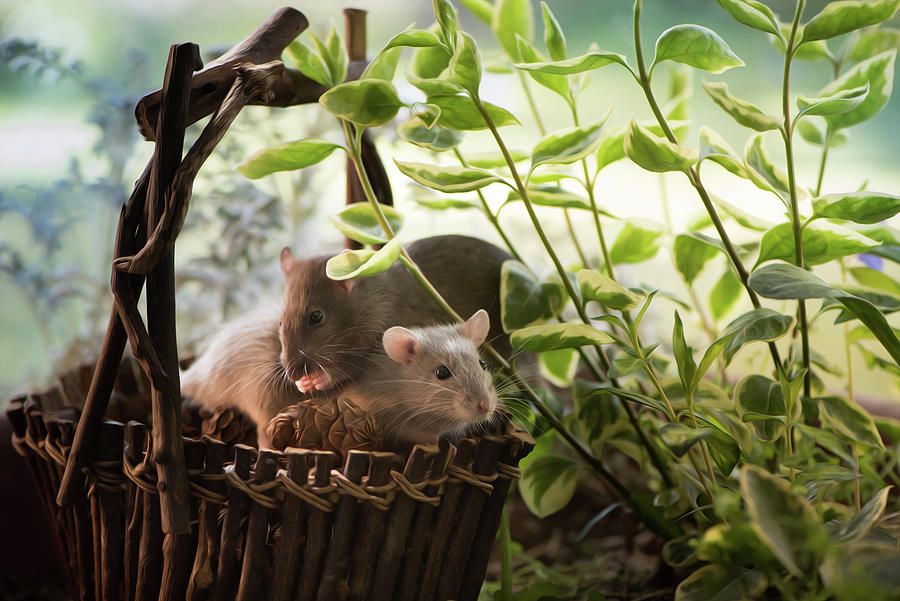 Rats in the Garden Photograph by Naomi Maya