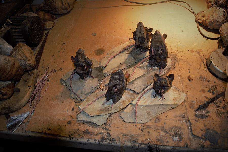 Rats on Rocks W I P Sculpture by Roger Swezey