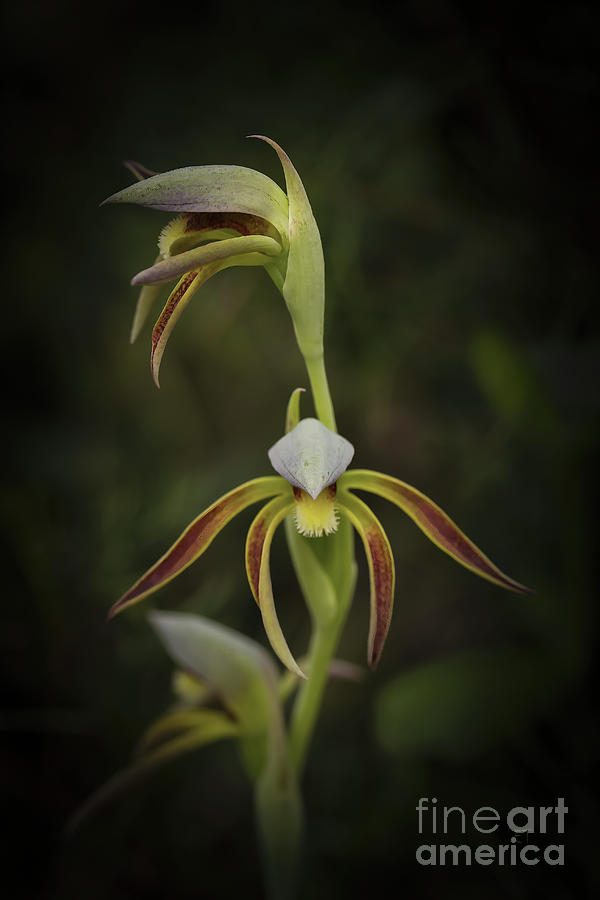 Rattle Beak Orchid Photograph by Elaine Teague