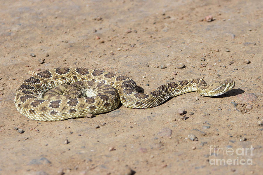 Rattle Snake in Waterton Canyon Photograph by Steven Krull