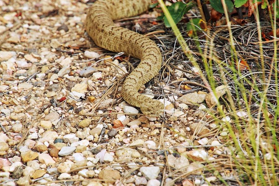 Rattle Snake Photograph by Susan Jensen