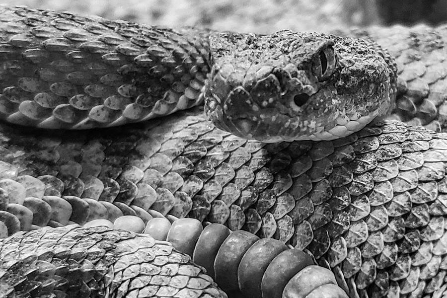 Rattlesnake Photograph by Bonny Puckett