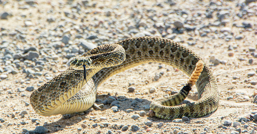 Rattlesnake  Photograph by Gary Beeler