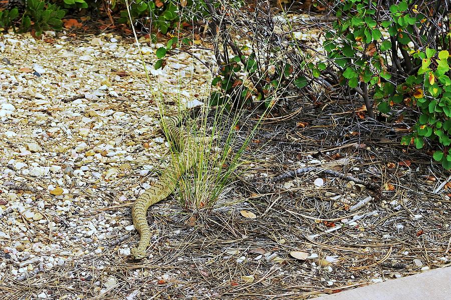Rattlesnake  Photograph by Susan Jensen