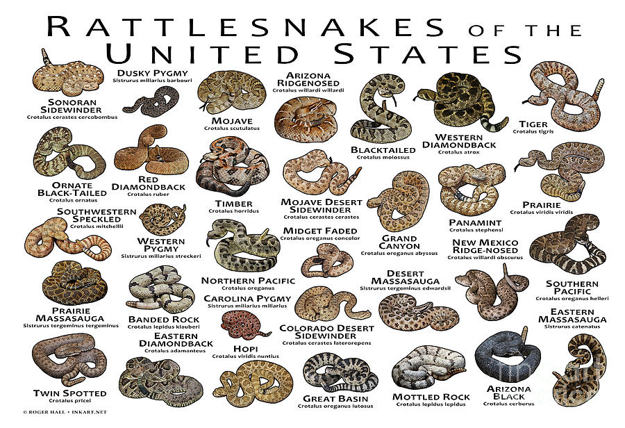 Rattlesnakes of the United States Photograph by Roger Hall