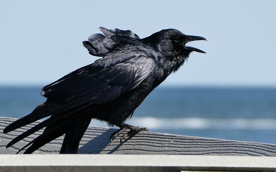 Wildlife Photograph - Raucous Fish Crow - Milford, CT by SM Hall