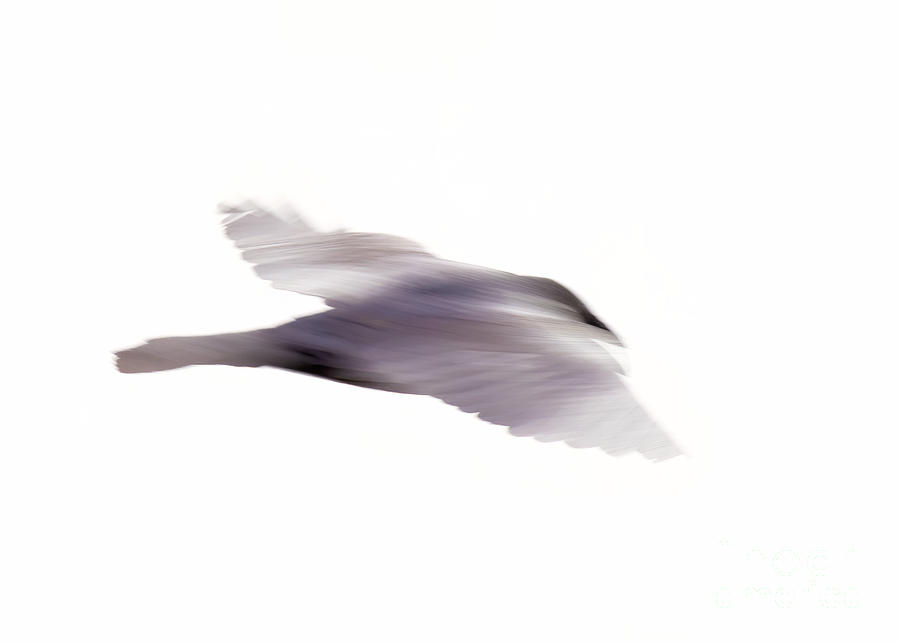 Raven Abstract Photograph by Steven Natanson