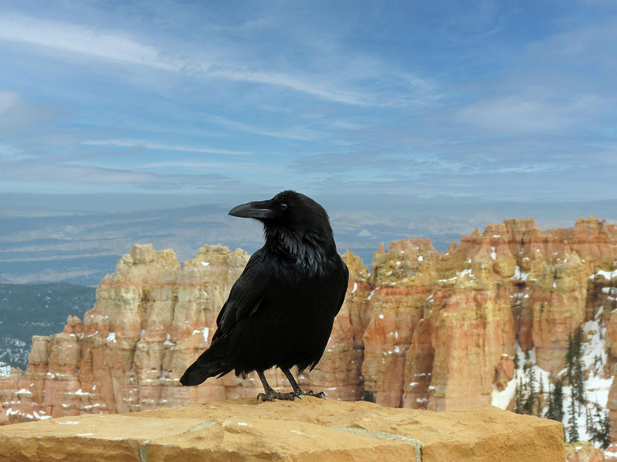 Raven at Bryce Canyon Photograph by Patti Deters