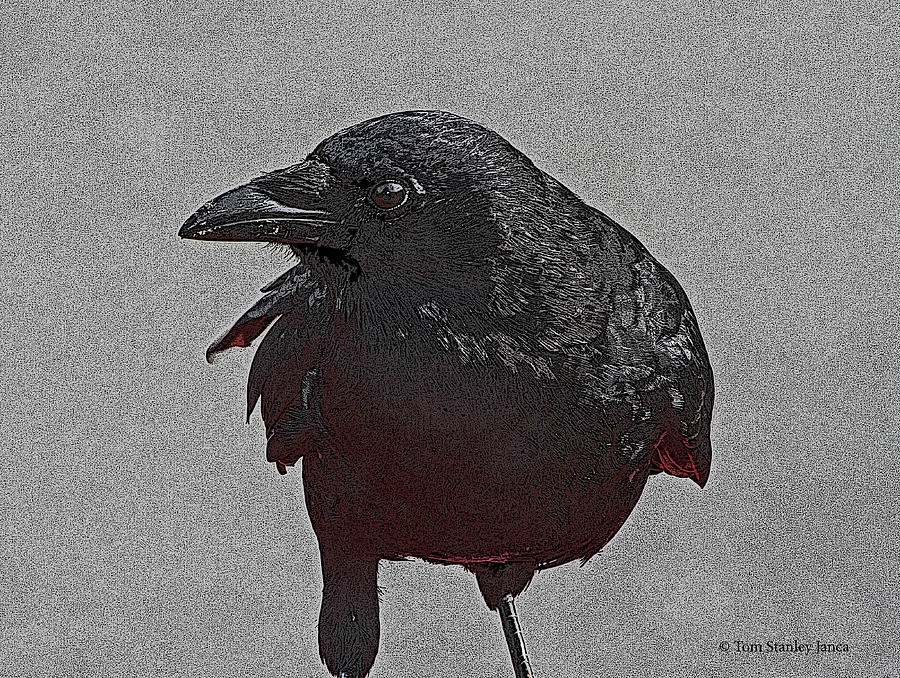 Raven At Friday Harbor Wa. Digital Art by Tom Janca