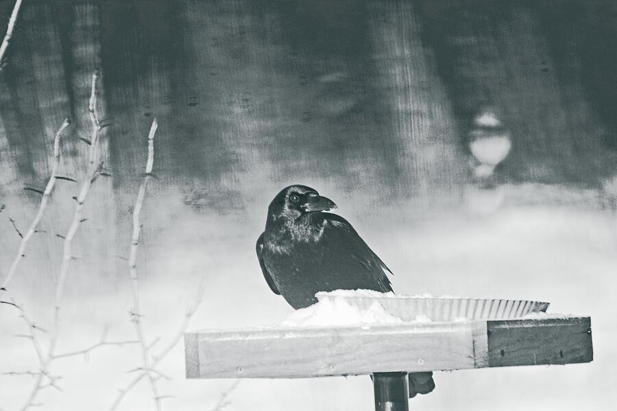 Raven At The Feeder Mixed Media by Sue Capuano