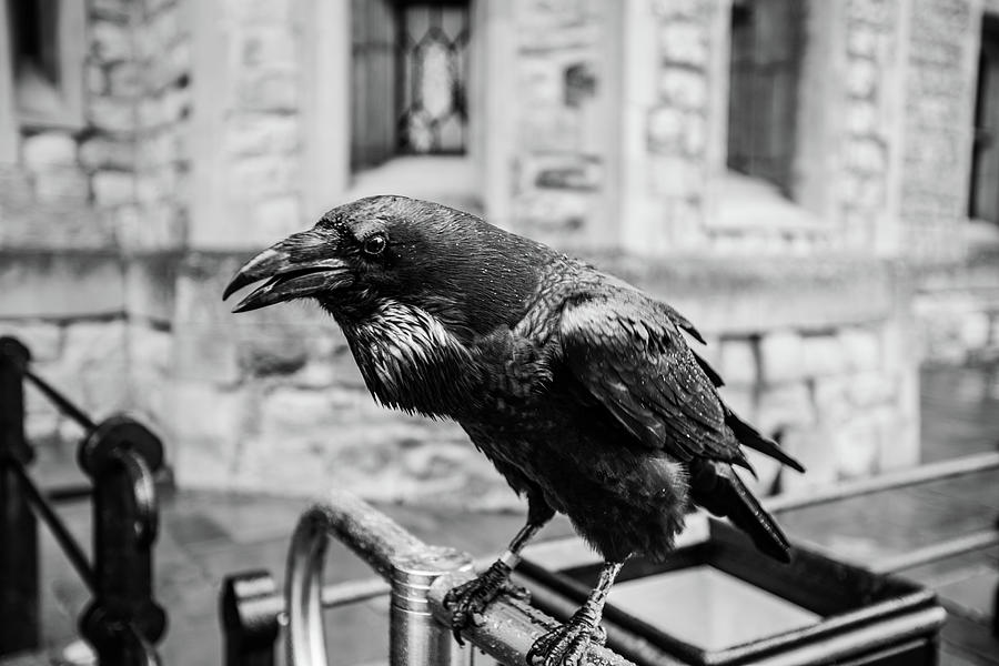 Raven at the Tower Photograph by Fred DeSousa