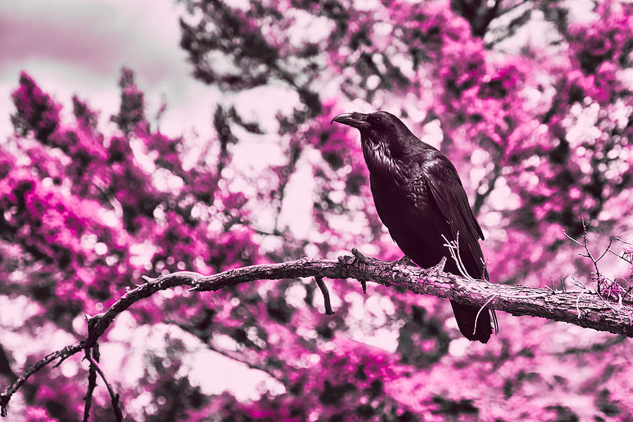 Raven Photograph by Bruce Block