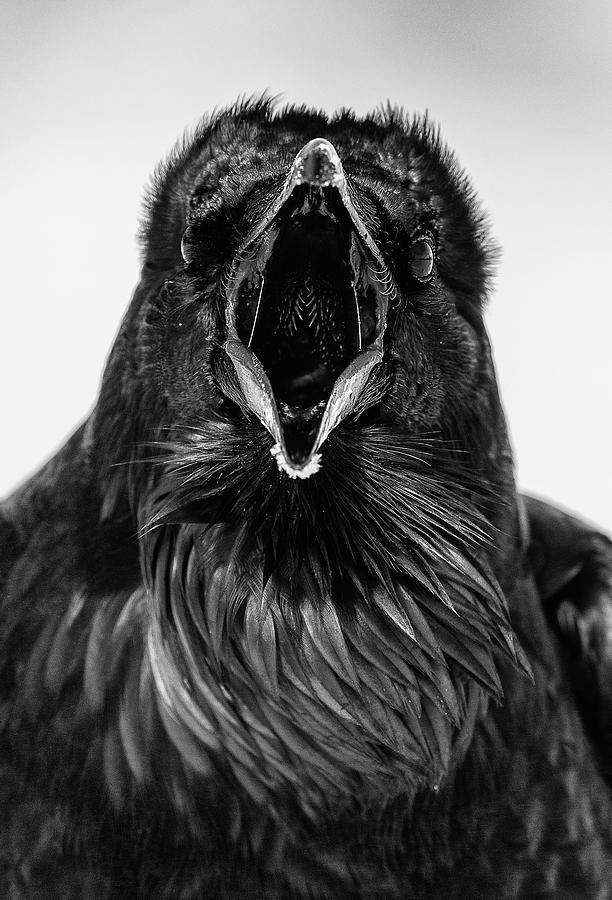 Raven Call Photograph by Max Waugh