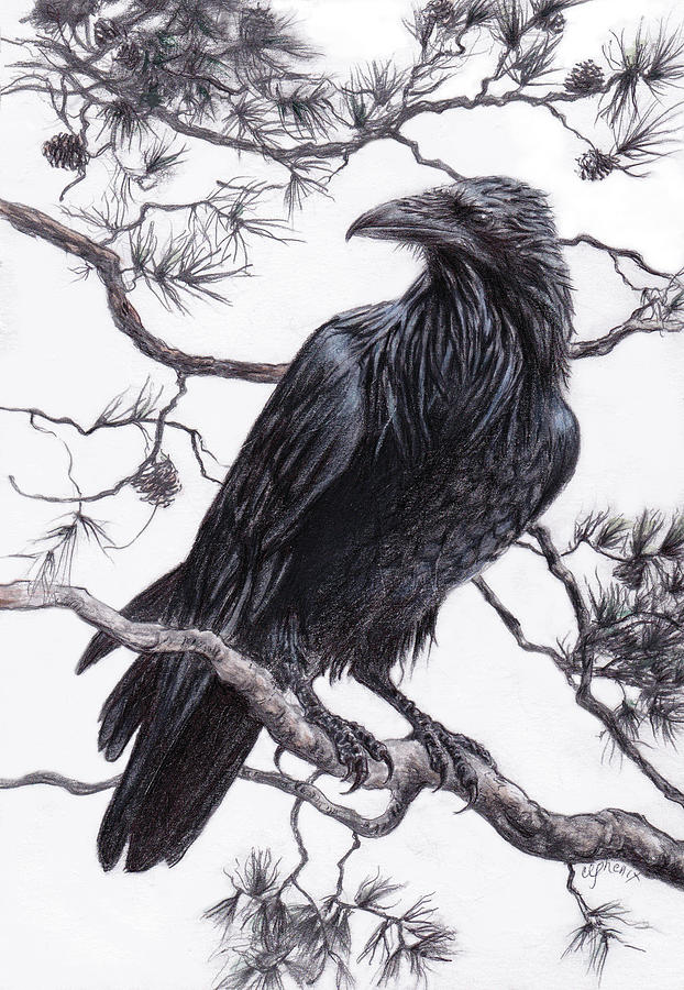Raven Drawing - Raven by Carol Phenix
