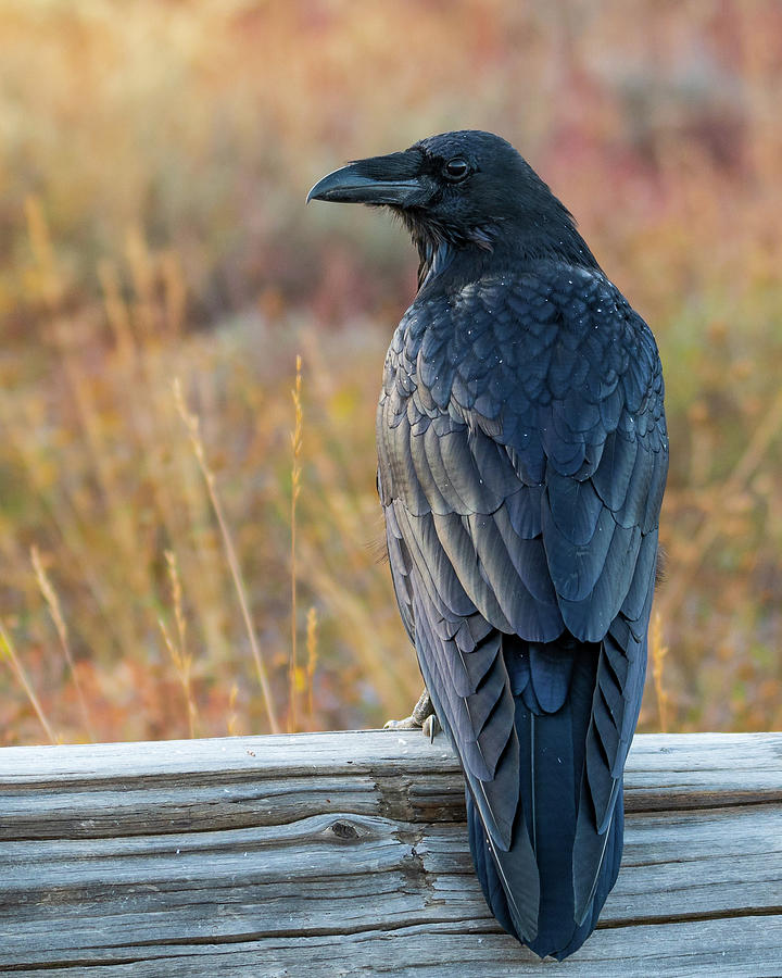 Raven Colors Photograph by Mary Hone