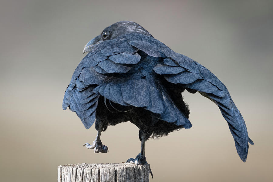 Raven Dance Photograph by Mary Hone