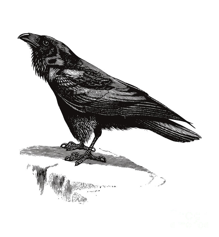 Raven Engraving Digital Art by Beltschazar Pixels