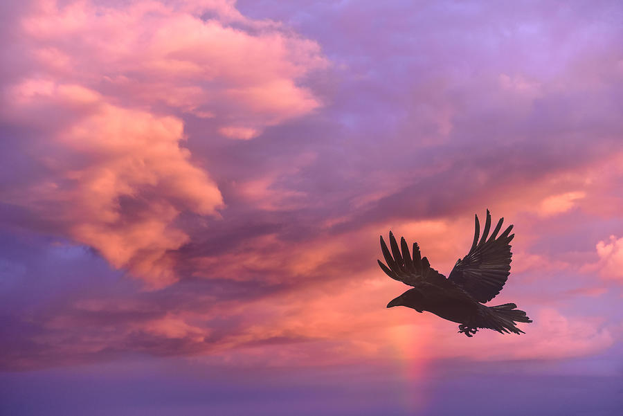 Raven flying against a background of clouds at sunset. Photograph by Michael Roberts