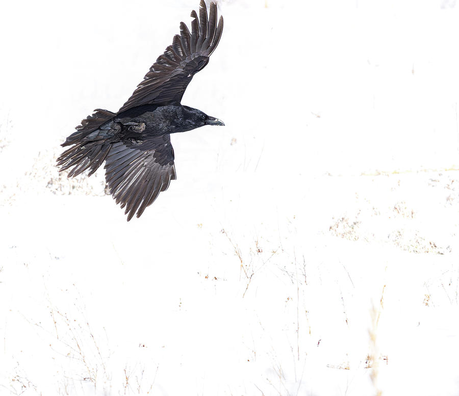 Raven Flying Over Snowy Field Photograph by Jim Wilce