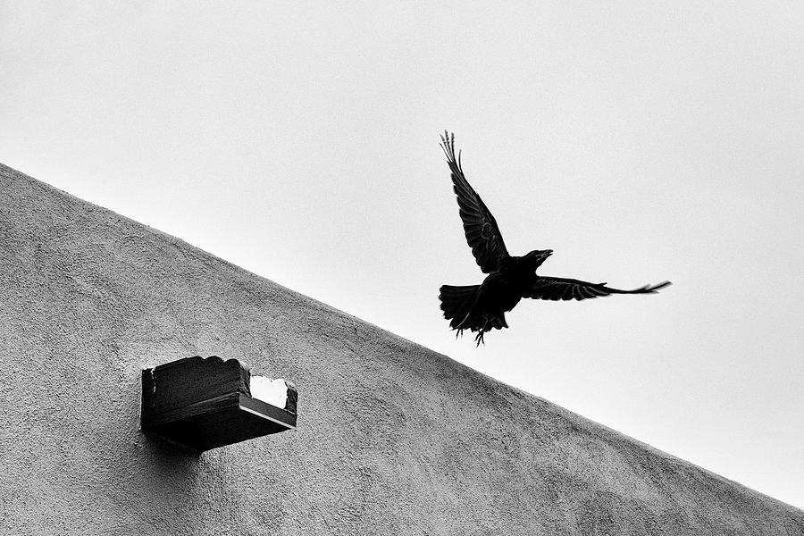 Raven Flies Away Photograph by Mary Lee Dereske