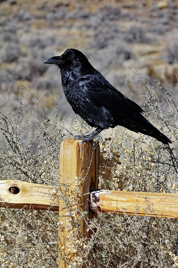 Raven Friend Photograph by Jennifer Robin