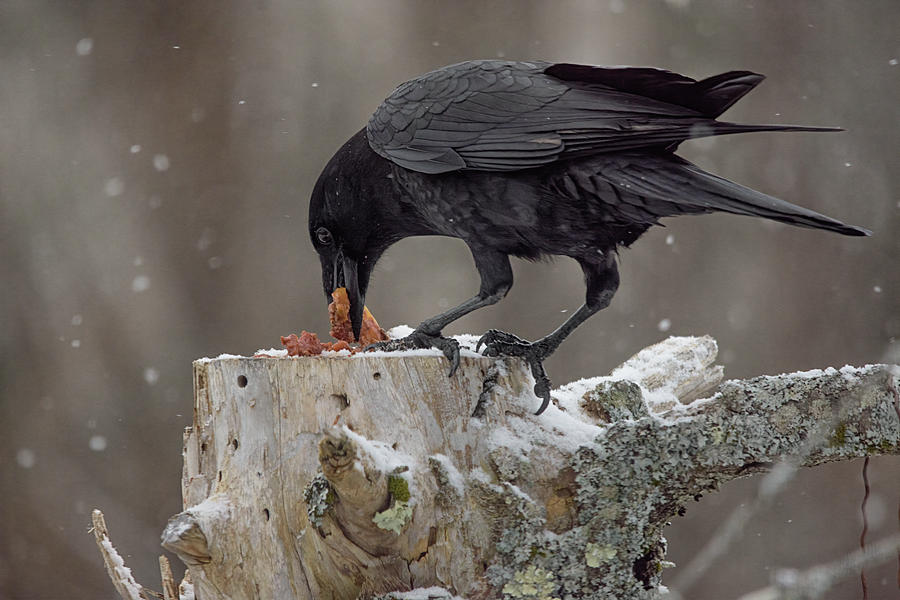Raven Photograph - Raven Gets A Treat by Sue Capuano