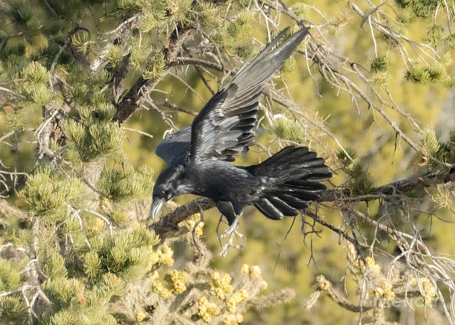 Raven Going Down 1 Photograph by Steven Natanson
