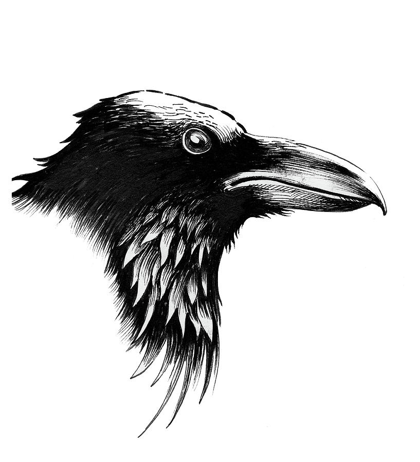 Raven head Drawing by Alexander Kuzyuberdin Fine Art America