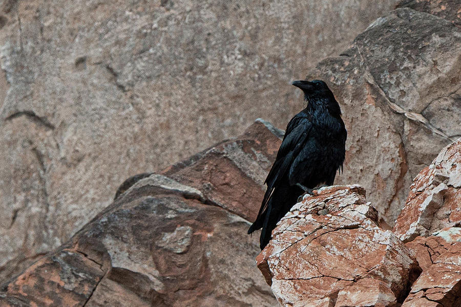 Raven in Lake Powell Photograph by Bonnie Colgan
