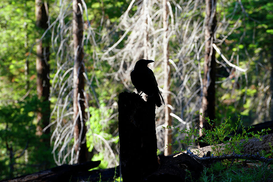 Raven in Sequoia Forest Photograph by Rick Wilking