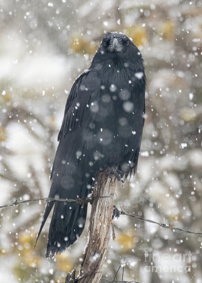 Raven in the Snow Photograph by Steven Natanson