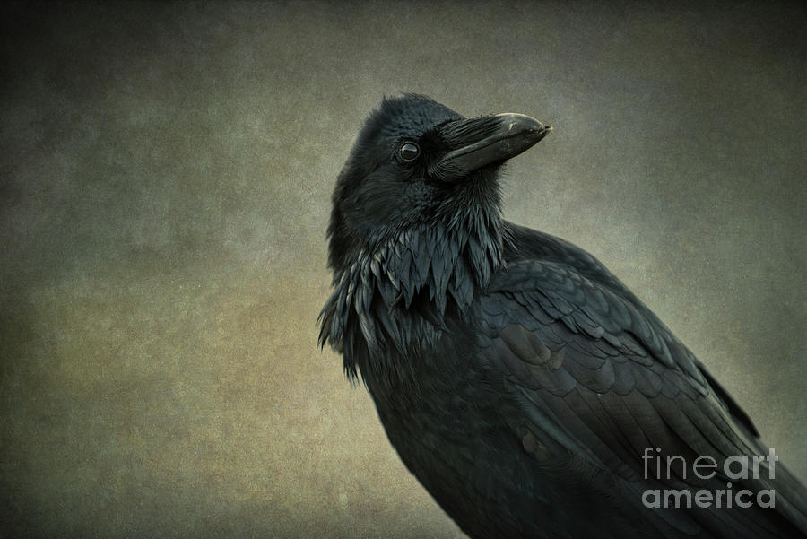 Raven Photograph - Raven by Jennylynn Fields