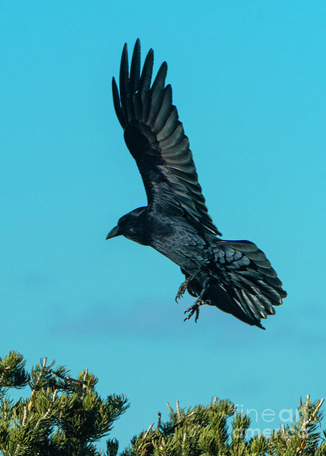 Raven Lift Off 1 Photograph by Steven Natanson