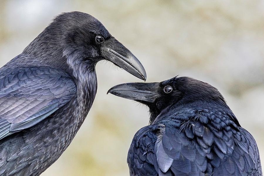 Raven love Photograph by Wesley Gilson - Fine Art America