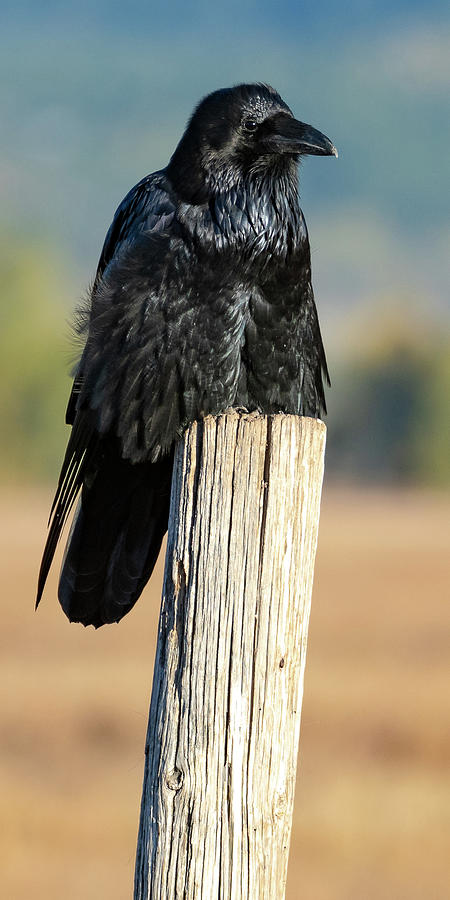 Raven Photograph by Mary Hone