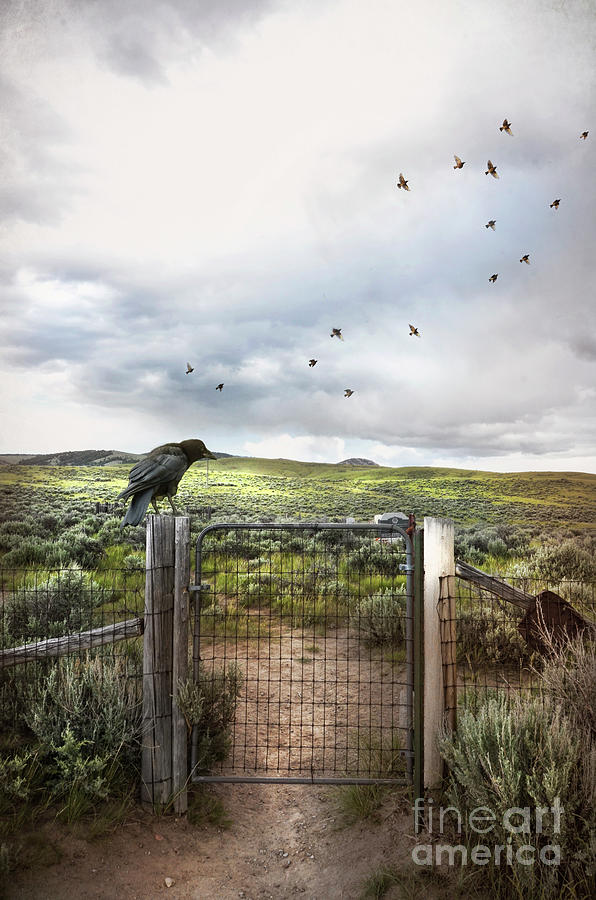 Raven on a Gate Post Photograph by Jill Battaglia