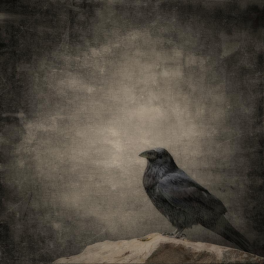 Raven On A Rock Photograph by James DeFazio - Pixels