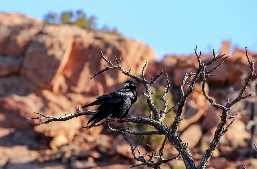 Raven on Branch Photograph by Dawn Richards