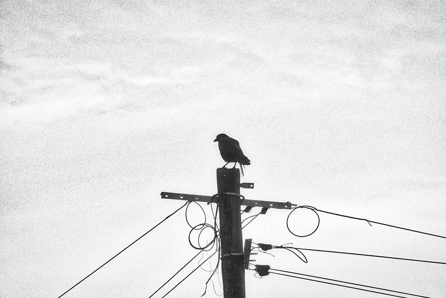 Raven on Electric Pole Photograph by Marco Sales - Fine Art America