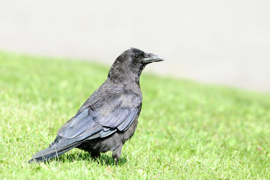Raven on grass Photograph by Jan Luit