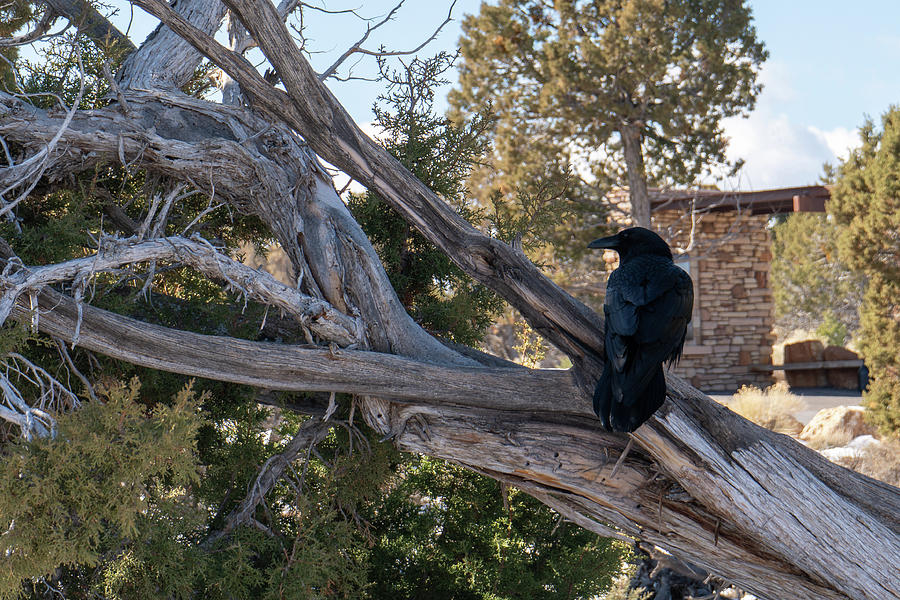 Raven on Snag Photograph by Brooke Bowdren