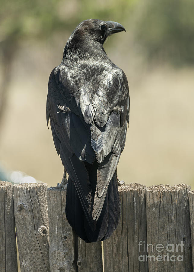 Raven on the Fence Photograph by Steven Natanson