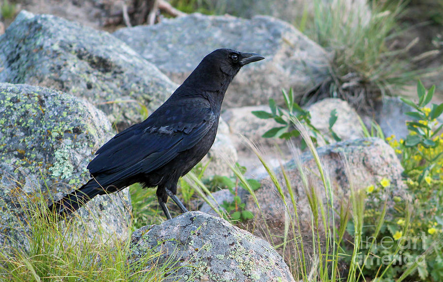 Raven on the Rocks Photograph by Shirley Dutchkowski