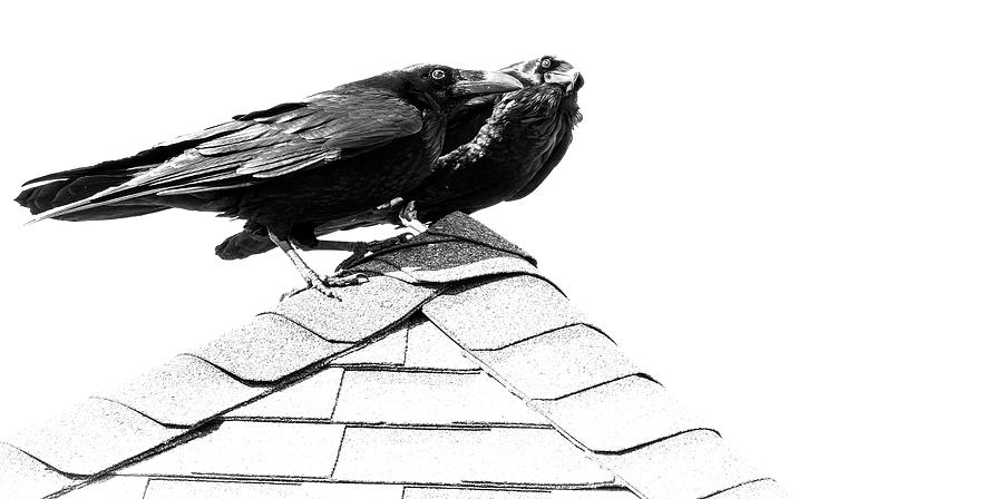 Raven Pair On Roof Photograph by Jim Wilce