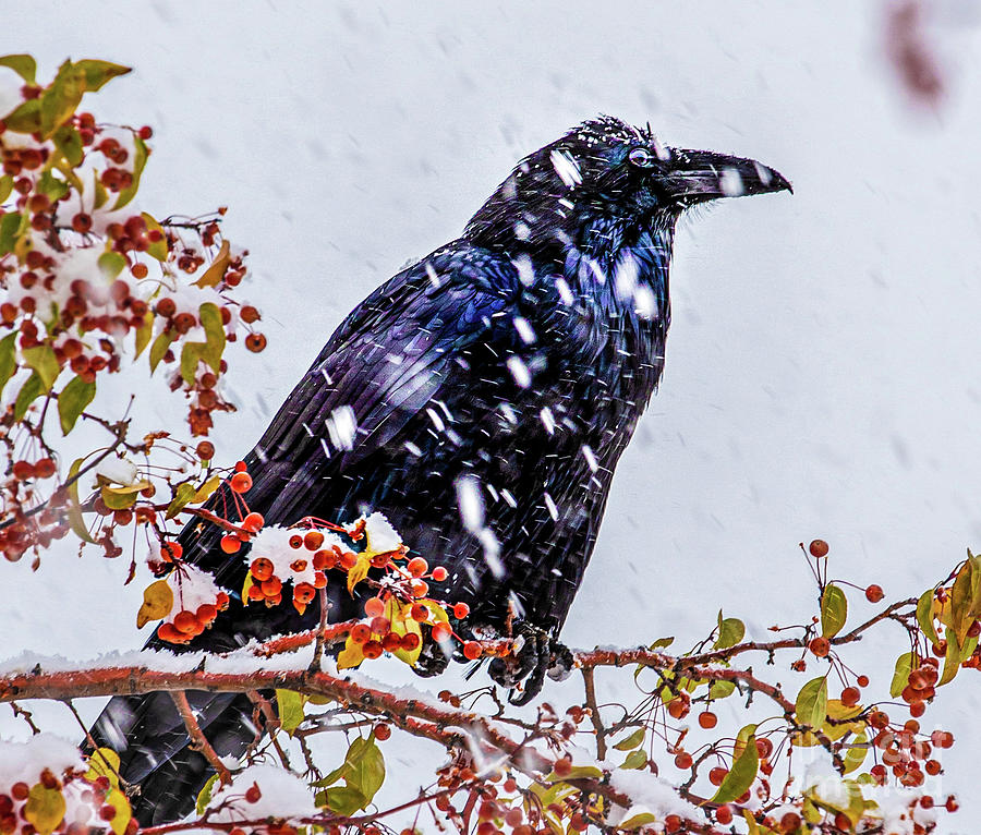 Raven Pondering in the Snow Photograph by Elijah Rael