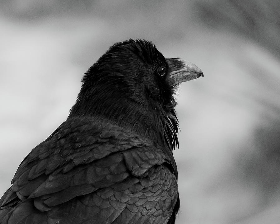 Raven Portrait in Black and White Photograph by Mary Hone